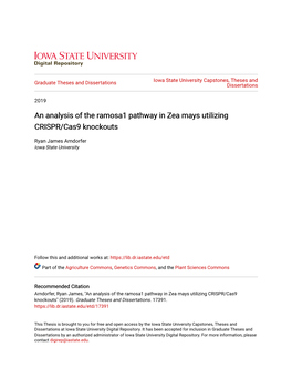 An Analysis of the Ramosa1 Pathway in Zea Mays Utilizing CRISPR/Cas9 Knockouts