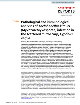 Pathological and Immunological Analyses of Thelohanellus Kitauei (Myxozoa:Myxosporea) Infection in the Scattered Mirror Carp, Cy