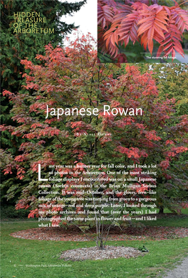 Japanese Rowan