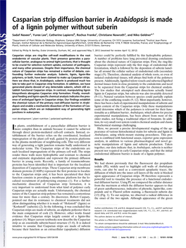 Casparian Strip Diffusion Barrier in Arabidopsis Is Made of a Lignin Polymer Without Suberin