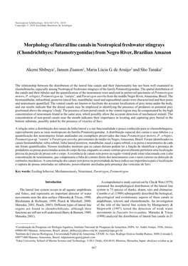 Morphology of Lateral Line Canals in Neotropical Freshwater Stingrays (Chondrichthyes: Potamotrygonidae) from Negro River, Brazilian Amazon