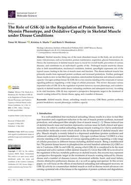 The Role of GSK-3 in the Regulation of Protein Turnover, Myosin