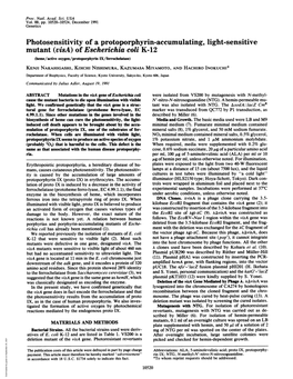 Photosensitivity of a Protoporphyrin