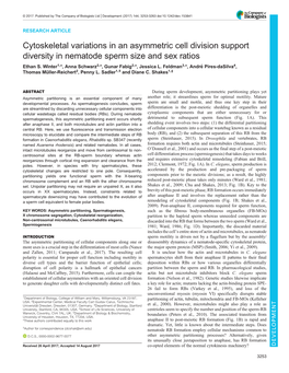 Cytoskeletal Variations in an Asymmetric Cell Division Support Diversity in Nematode Sperm Size and Sex Ratios Ethan S