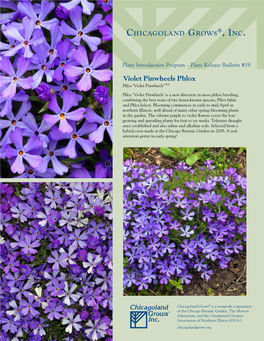 Violet Pinwheels Phlox Phlox ‘Violet Pinwheels’ PPAF