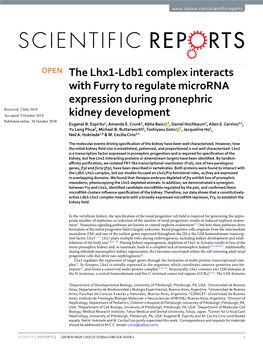 The Lhx1-Ldb1 Complex Interacts with Furry to Regulate Microrna