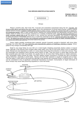 MURAENIDAE Morays Robust, Powerful Eels, Their Body