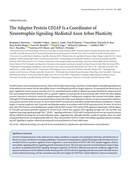 The Adaptor Protein CD2AP Is a Coordinator of Neurotrophin Signaling-Mediated Axon Arbor Plasticity