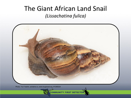 The Giant African Land Snail (Lissachatina Fulica)