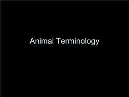 Animal Terminology Cattle Cattle