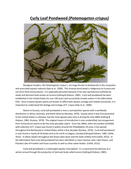 Curly Leaf Pondweed (Potamogeton Crispus)