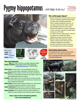 Pygmy Hippopotamus