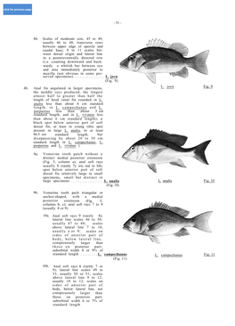 Lutjanus Adetii (Castelnau, 1873) LUT Lut 43