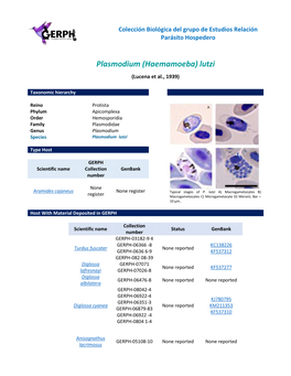 Plasmodium (Haemamoeba) Lutzi