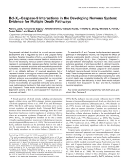 Bcl-XL–Caspase-9 Interactions in the Developing Nervous System: Evidence for Multiple Death Pathways