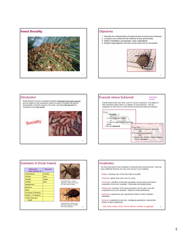 Insect Sociality Objectives Introduction Eusocial Versus Subsocial