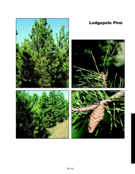 Lodgepole Pine