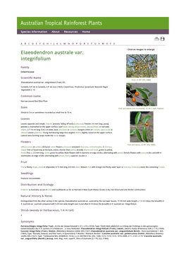 Elaeodendron Australe Var. Integrifolium (Tratt.) DC