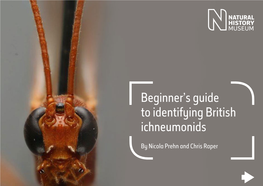 British Ichneumonid Wasps ID Guide