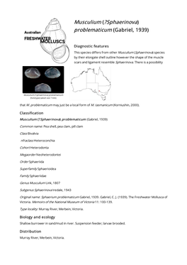 Musculium (?Sphaerinova) Problematicum (Gabriel, 1939)