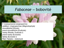 Violaceae – Violkovité