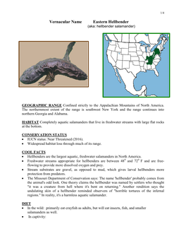 Vernacular Name Eastern Hellbender (Aka: Hellbender Salamander)