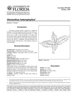 Osmanthus Heterophyllus1