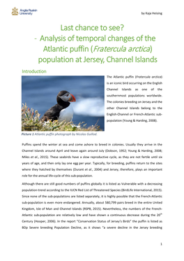 Atlantic Puffin