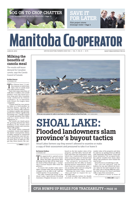 SHOAL LAKE: What Was Once Pasture for Cattle Is Now Home to a Flock of Pelicans at East Shoal Lake