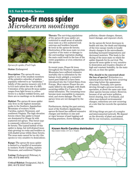 Spruce-Fir Moss Spider (Microhexura Montivaga)