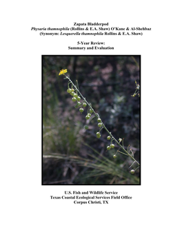 Zapata Bladderpod Physaria Thamnophila (Rollins & EA Shaw)