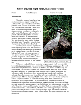 Yellow-Crowned Night-Heron, Nyctanassa Violacea