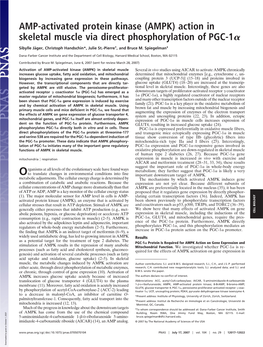 AMP-Activated Protein Kinase (AMPK) Action in Skeletal Muscle Via Direct Phosphorylation of PGC-1␣