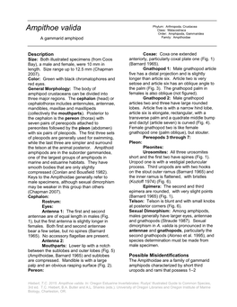 Ampithoe Valida Class: Malacostraca Order: Amphipoda, Gammaridea a Gammarid Amphipod Family: Ampithoidae