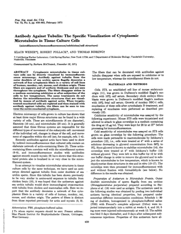 Antibody Against Tubulin: the Specific Visualization of Cytoplasmic