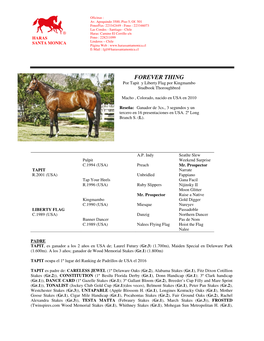 FOREVER THING Por Tapit Y Liberty Flag Por Kingmambo Studbook Thoroughbred