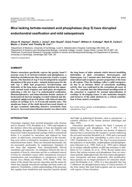 Mice Lacking Tartrate-Resistant Acid Phosphatase (Acp 5) Have Disrupted Endochondral Ossiﬁcation and Mild Osteopetrosis