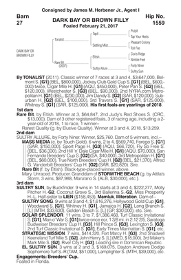 DARK BAY OR BROWN FILLY Barn 27 Hip No. 1559