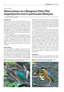 Observations at a Mangrove Pitta Pitta Megarhyncha Nest in Peninsular Malaysia W