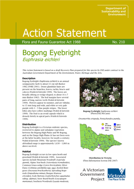 Bogong Eyebright