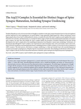 The Arp2/3 Complex Is Essential for Distinct Stages of Spine Synapse Maturation, Including Synapse Unsilencing