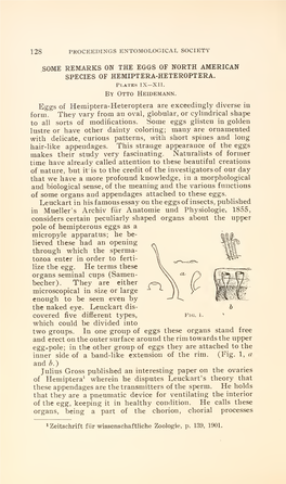 Some Remarks on the Eggs of North American Species of Hemiptera-Heteroptera