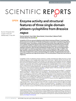 Enzyme Activity and Structural Features of Three Single-Domain Phloem Cyclophilins from Brassica Napus