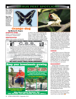 CITRUS PEST SPOTLIGHT Orange-Dog