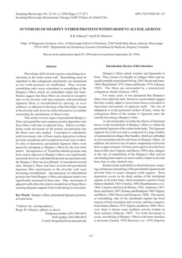 Synthesis of Sharpey's Fiber Proteins Within Rodent Alveolar Bone