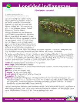 Lopsided Indiangrass (Sorghastrum Secundum)