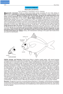 LEIOGNATHIDAE Slipmouths (Ponyfishes) by D.J