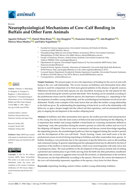 Neurophysiological Mechanisms of Cow–Calf Bonding in Buffalo and Other Farm Animals