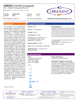 UBE2E3 (Ubch9) [Untagged] E2 – Ubiquitin Conjugating Enzyme