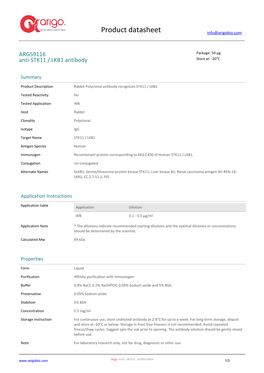 Anti-STK11 / LKB1 Antibody (ARG59116)